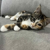 Photo of Piper 😽😽😽🌸