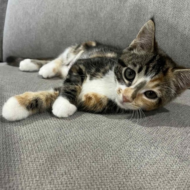 Photo of Piper 😽😽😽🌸
