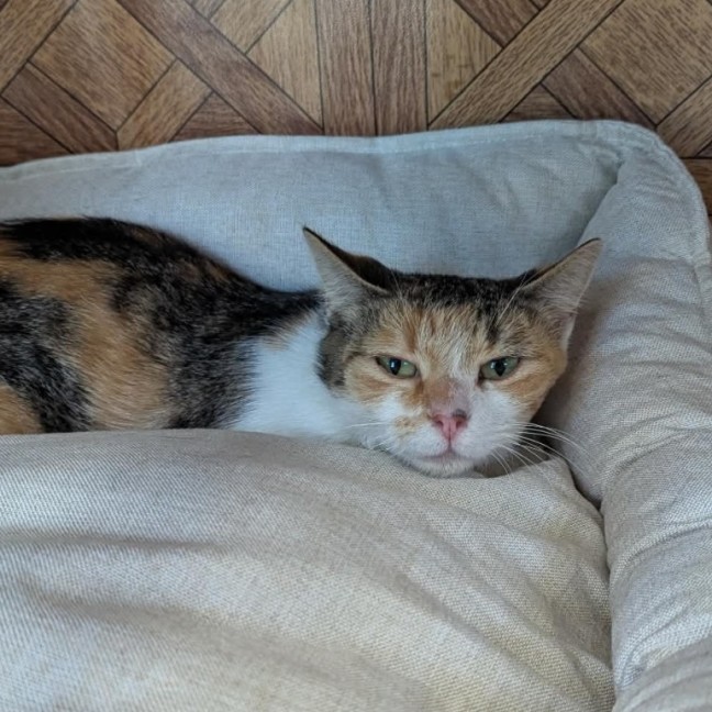 Photo of Daisy