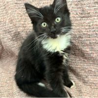 Photo of Sage & Rosemary 