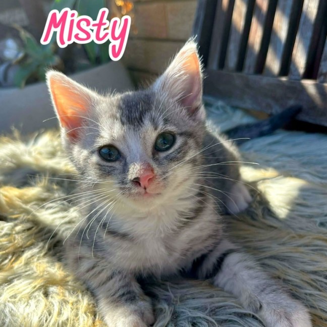Photo of Misty