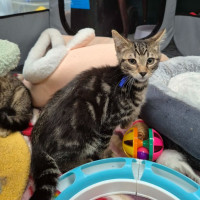 Photo of Frank **2nd Chance Cat Rescue**