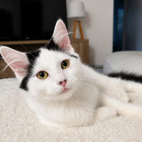 Photo of Meeko