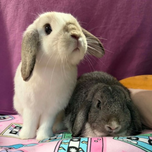 Nimbus & Thunder (Located in Wantirna South) - Lop Eared Rabbit