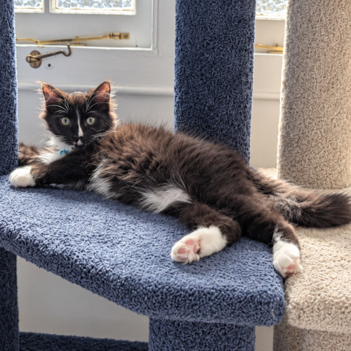 Oreo  - Domestic Medium Hair (DMH) Cat