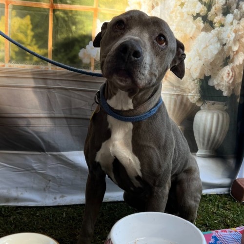 Lali - Staffordshire Bull Terrier Dog