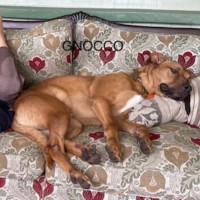 Photo of Gnocco