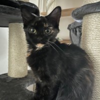 Photo of Tortie Girl