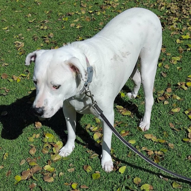 Photo of Maverick