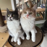 Photo of Angus & Fox