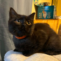 Photo of 🐈‍⬛ Hunter 🐟