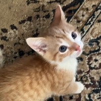 Photo of Ginger And Precious 