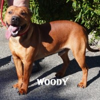 Photo of Woody