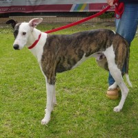 Photo of Atlas