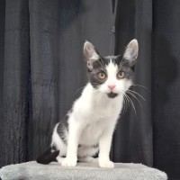 Photo of Mittens