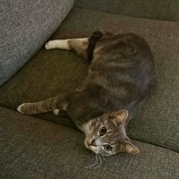 Photo of Louis **2nd Chance Cat Rescue**
