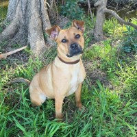 Photo of Kodah