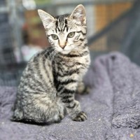 Photo of Sycamore ** 2nd Chance Cat Rescue**