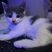 Photo of Aurora