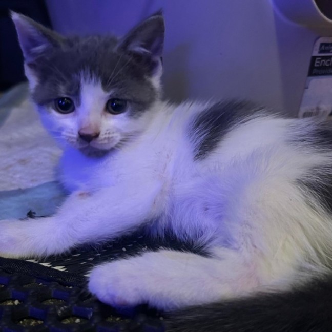 Photo of Aurora