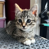 Photo of Percy