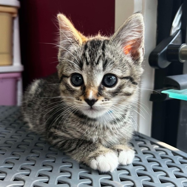 Photo of Percy