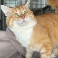 Photo of Mack 