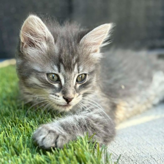 Photo of Missy ** 2nd Chance Cat Rescue **