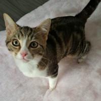 Photo of Muffin (Located In Werribee)
