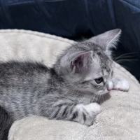 Photo of Mousey