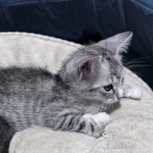 Photo of Mousey
