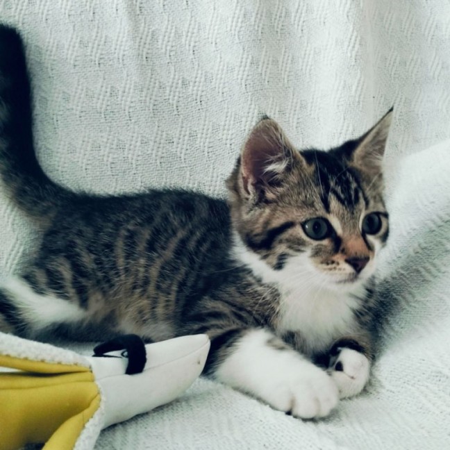 Photo of Beans   Located In Eltham