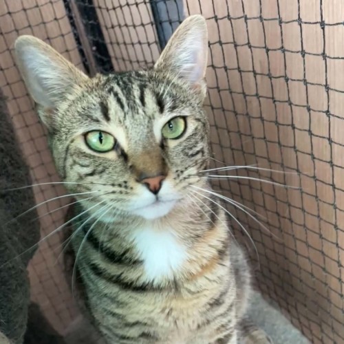 Henritta ** 2nd Chance Cat Rescue** - Domestic Short Hair (DSH) Cat