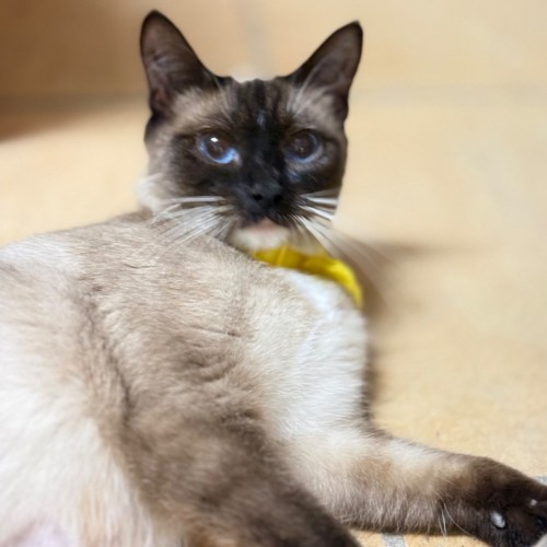 Celine - Siamese Cat
