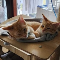 Photo of Ember And Blaze