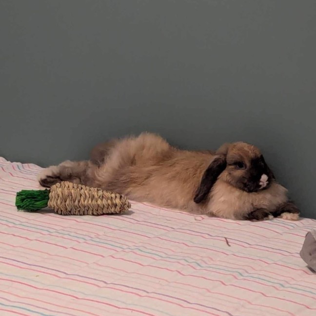 Elvira 💘 Female Lop Eared Rabbit in VIC PetRescue