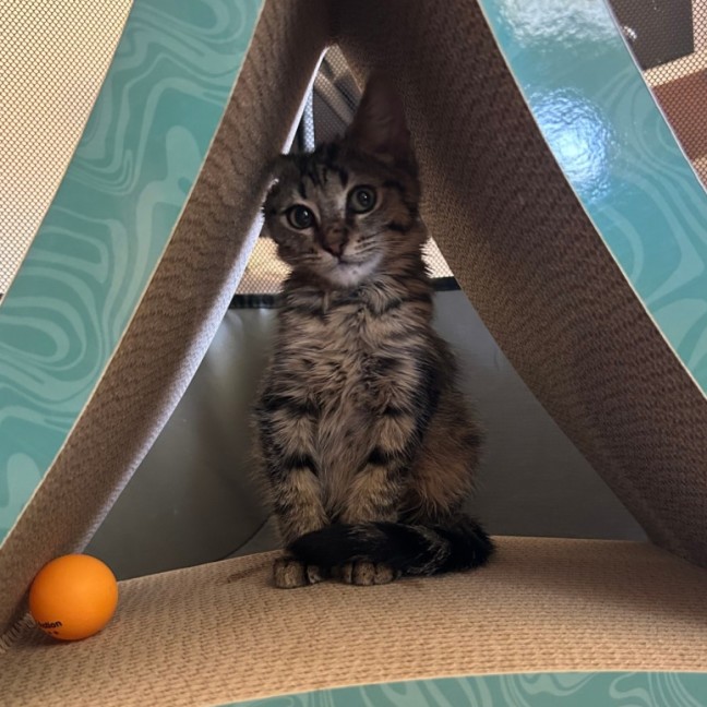 Photo of Tonks