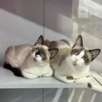 Photo of Tottie & Chips 