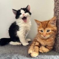 Photo of Benny & Gatsby