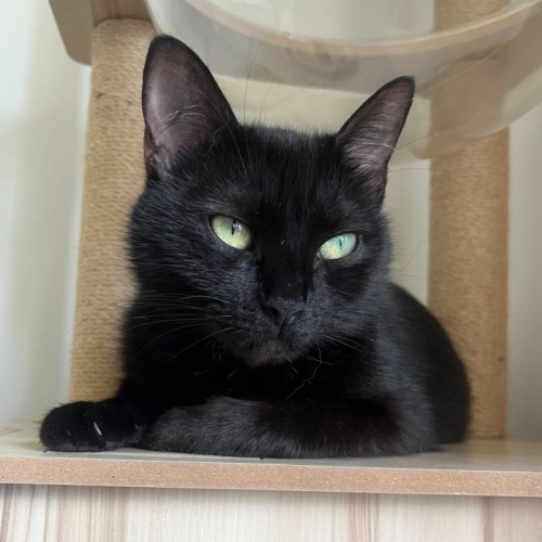 Umbra - Domestic Short Hair (DSH) Cat