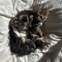 Photo of Martini