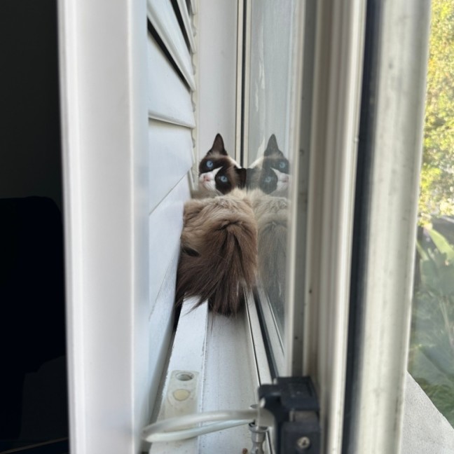 Photo of Mochi