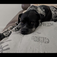 Photo of Puggles   6 Year Old Cattle X Pug