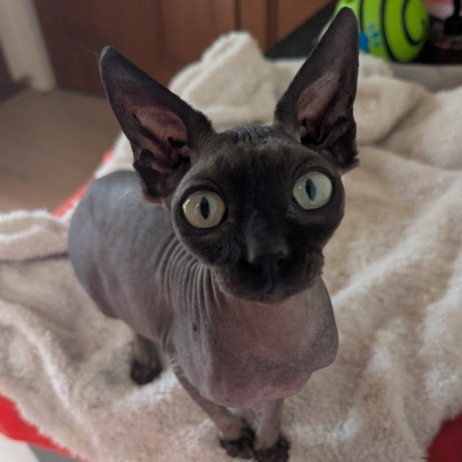 Photo of (Kat) Von D