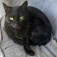 Photo of 🐭 Amara 🐭