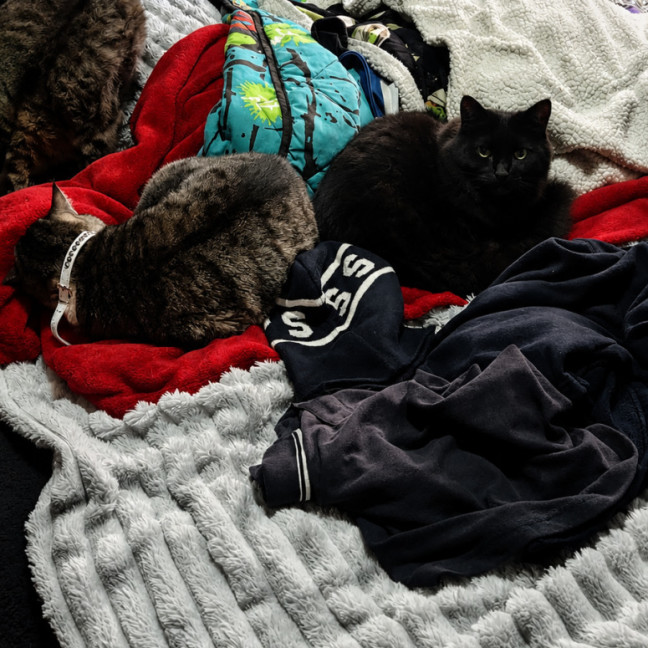 Photo of Mr Binx *9 Lives Project Rescue*