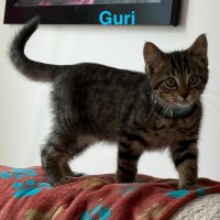 Photo of Guri**2nd Chance Cat Rescue**