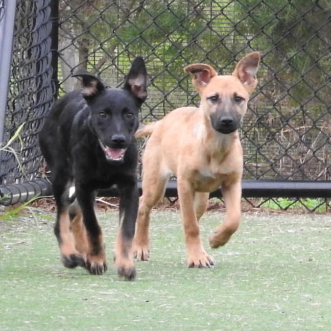 Photo of Nala