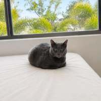 Photo of Sage