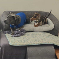 Photo of Stacey (Stax)